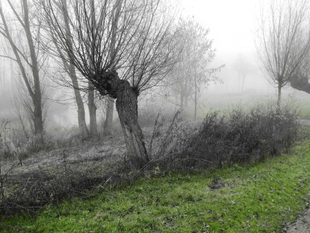 Bomen