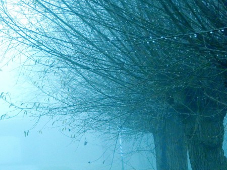 Bomen