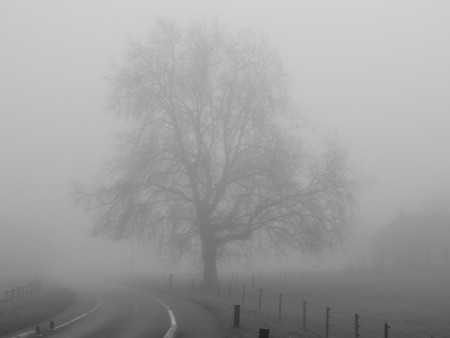 Boom in de mist