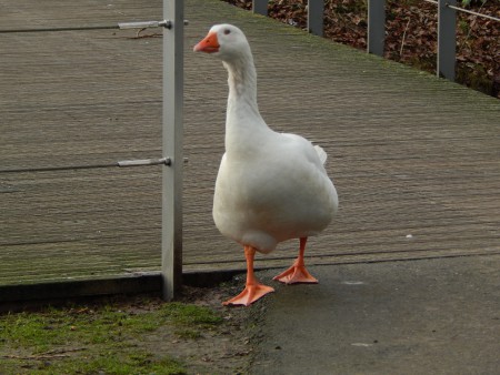 De Vijver Zutphen